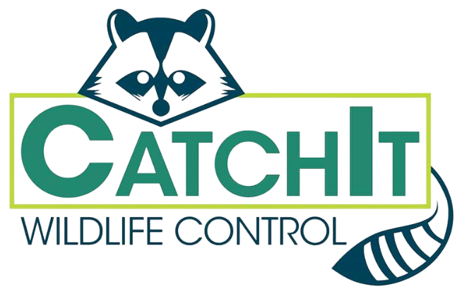a logo for catchit wildlife control with a raccoon
