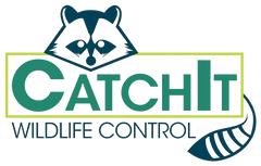 a logo for catchit wildlife control with a raccoon