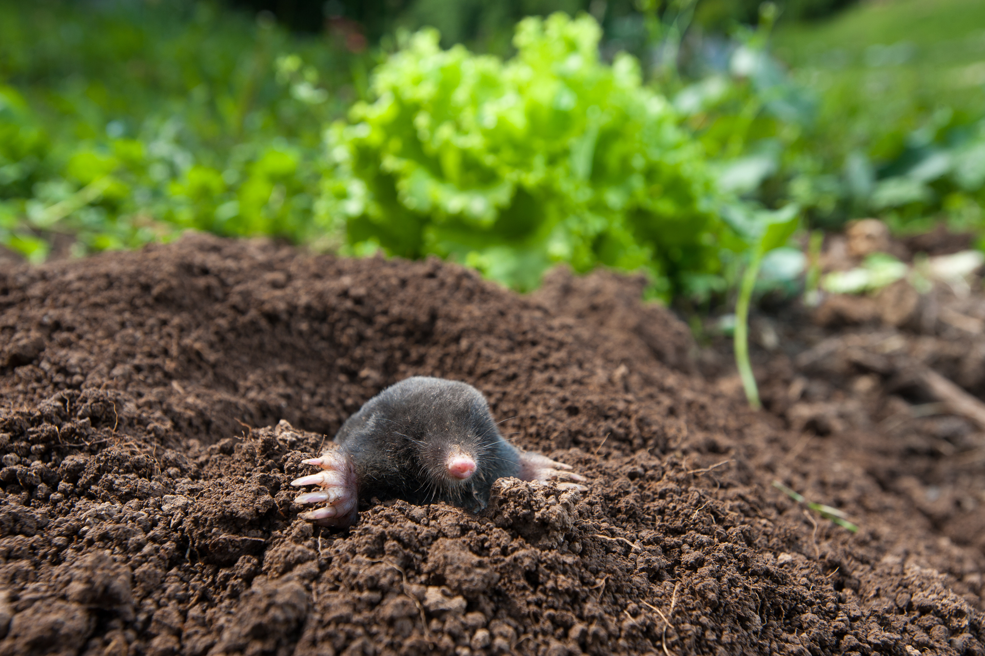 a mole is sticking its head out of a hole in the ground .