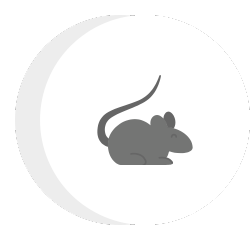 a mouse with a long tail is sitting in a circle .