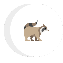 a raccoon is standing in a circle on a white background .