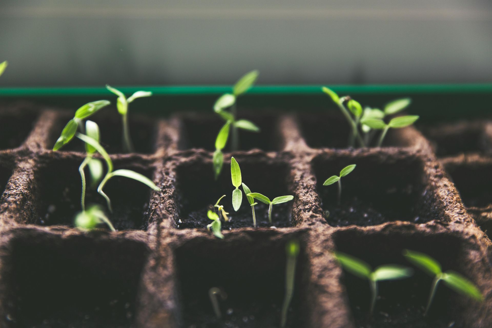 Seeds of growth