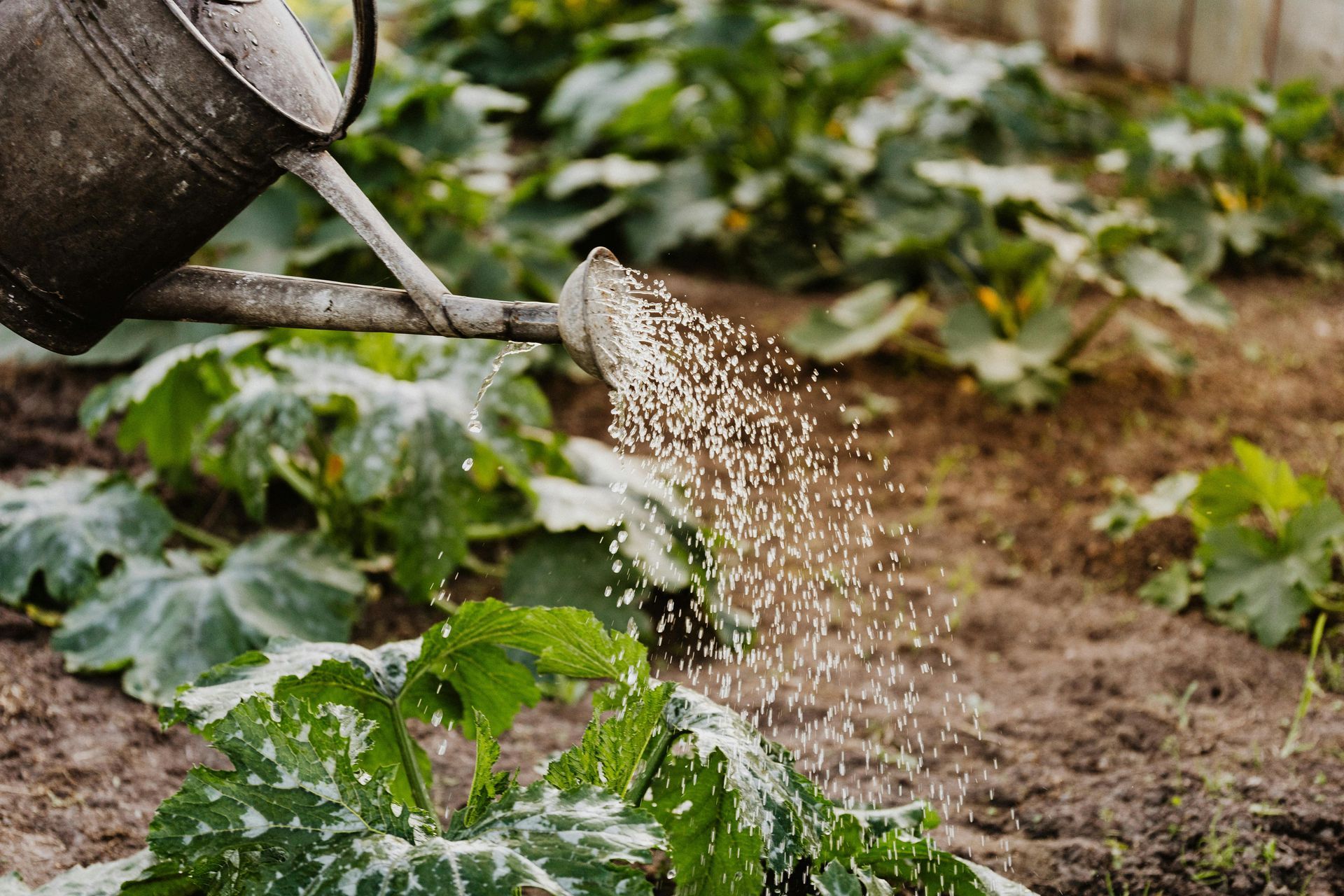 Watering can watering garden
