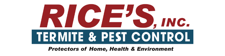 Rice Weevil Identification & Info  Arrow Exterminating Company, Inc. -  Pest Control and Exterminator Services