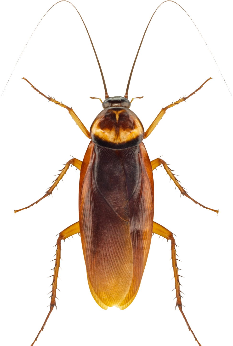 Pest Control Salisbury, MD Rice’s Termite & Pest Control