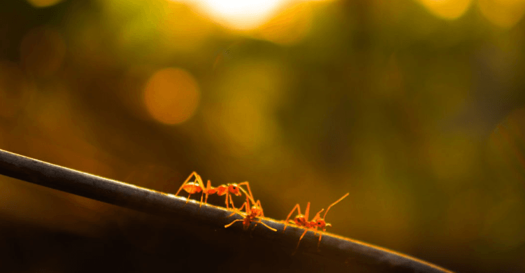 Pest Control Salisbury Md Rice S Termite Pest Control