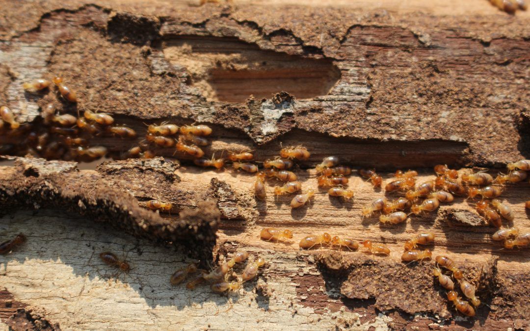 How To Kill Termites
