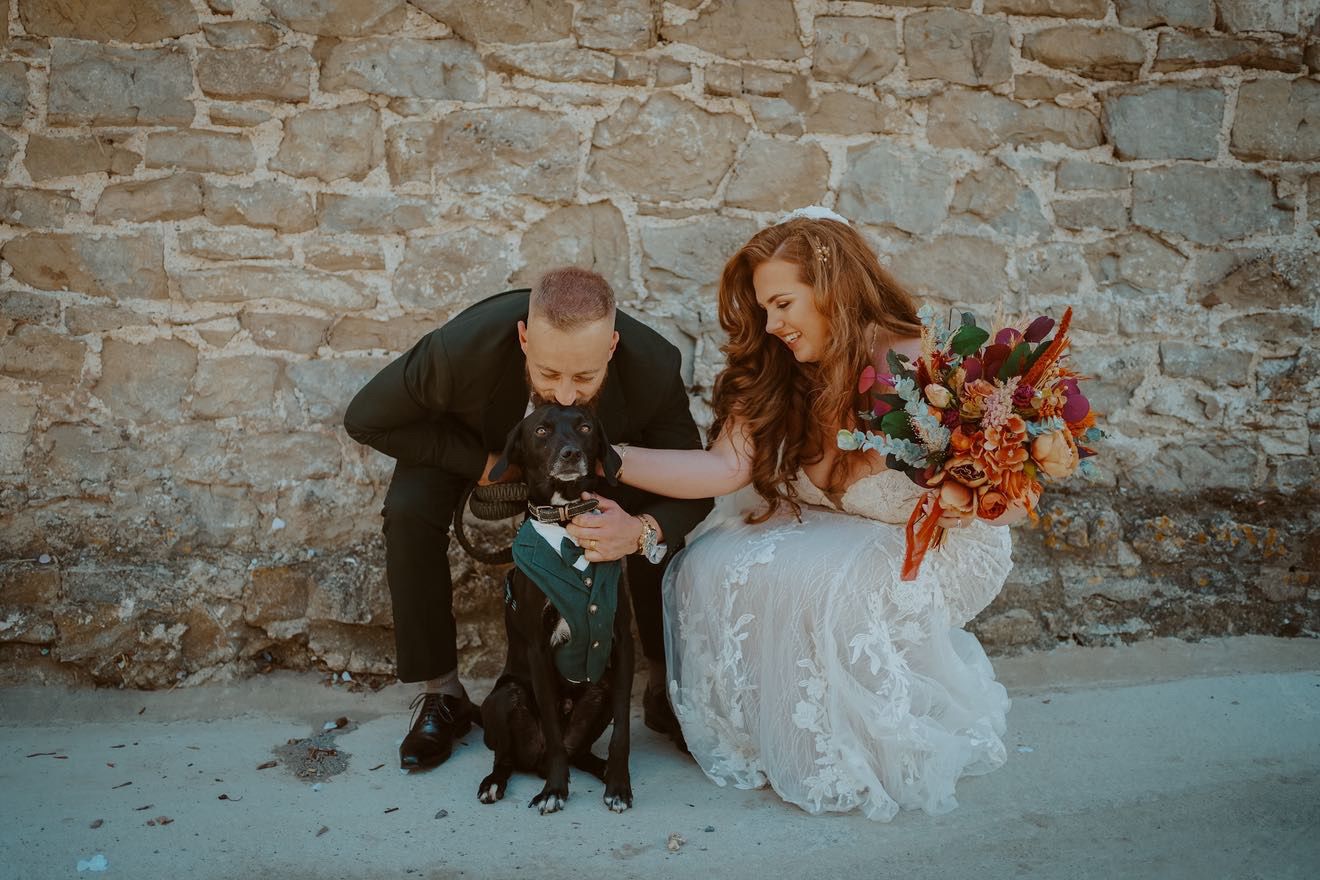 A wedding chaperone dog from Alfie’s Retreat Bridgend and Cardiff.