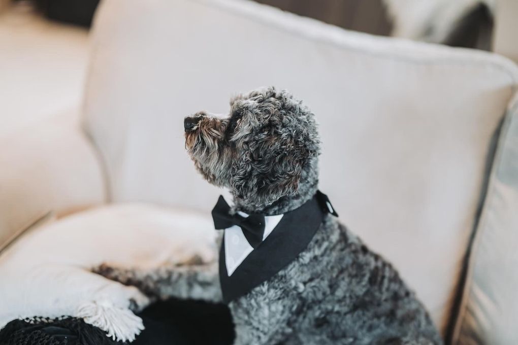 A wedding chaperone dog from Alfie’s Retreat Bridgend and Cardiff.