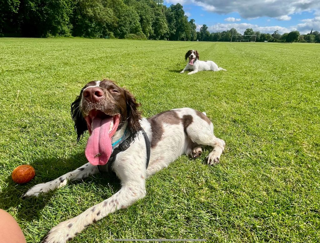 A dog customer of Alfie’s Retreat Dog Boarding and Wedding Chaperone, Bridgend.