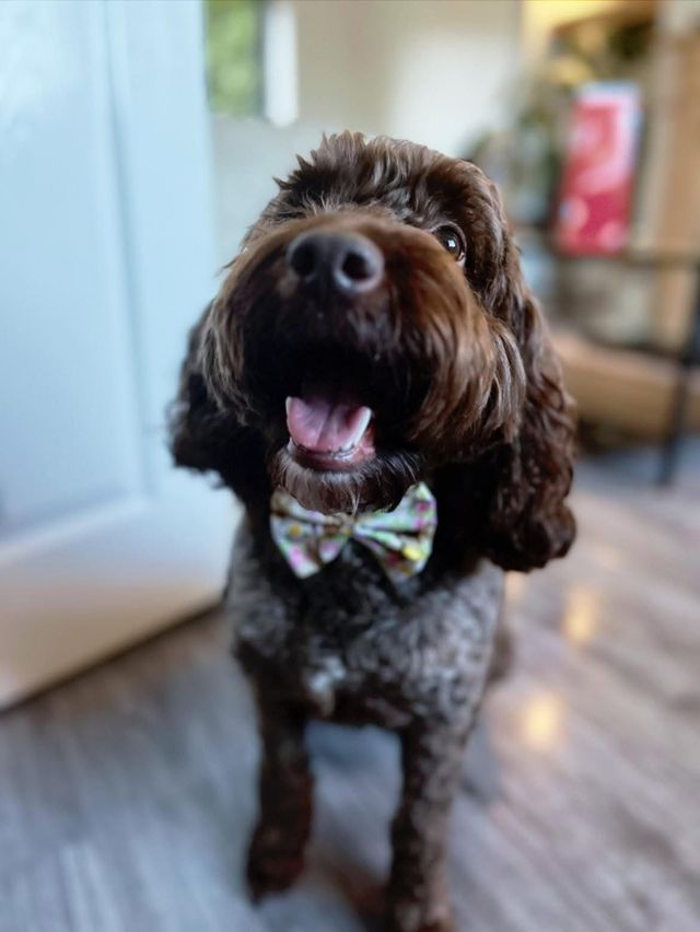 A dog customer of Alfie’s Retreat Dog Boarding and Wedding Chaperone, Bridgend.