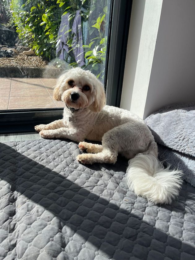 A dog customer of Alfie’s Retreat Dog Boarding and Wedding Chaperone, Bridgend.