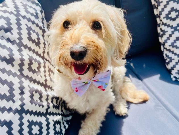 A dog customer of Alfie’s Retreat Dog Boarding and Wedding Chaperone, Bridgend.