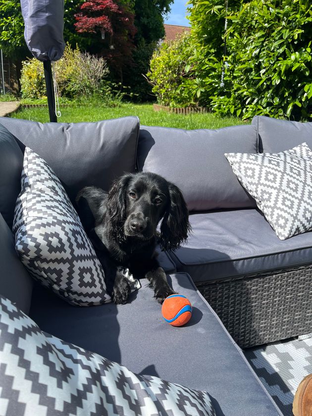 A dog customer of Alfie’s Retreat Dog Boarding and Wedding Chaperone, Bridgend.