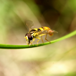 a close up of a Yellow Fly 