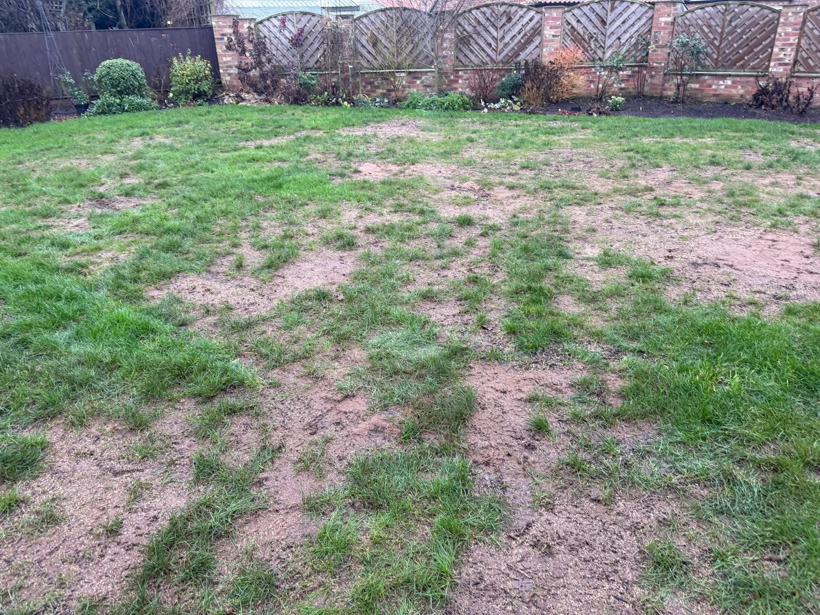 Lawn with patchy grass and exposed soil in a backyard, brown and green. A wooden fence is in the background.