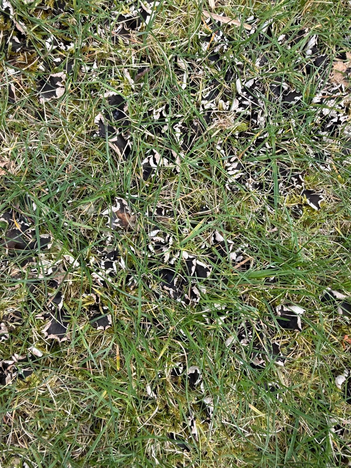 Green grass covered in patches of black, possibly dead, material.