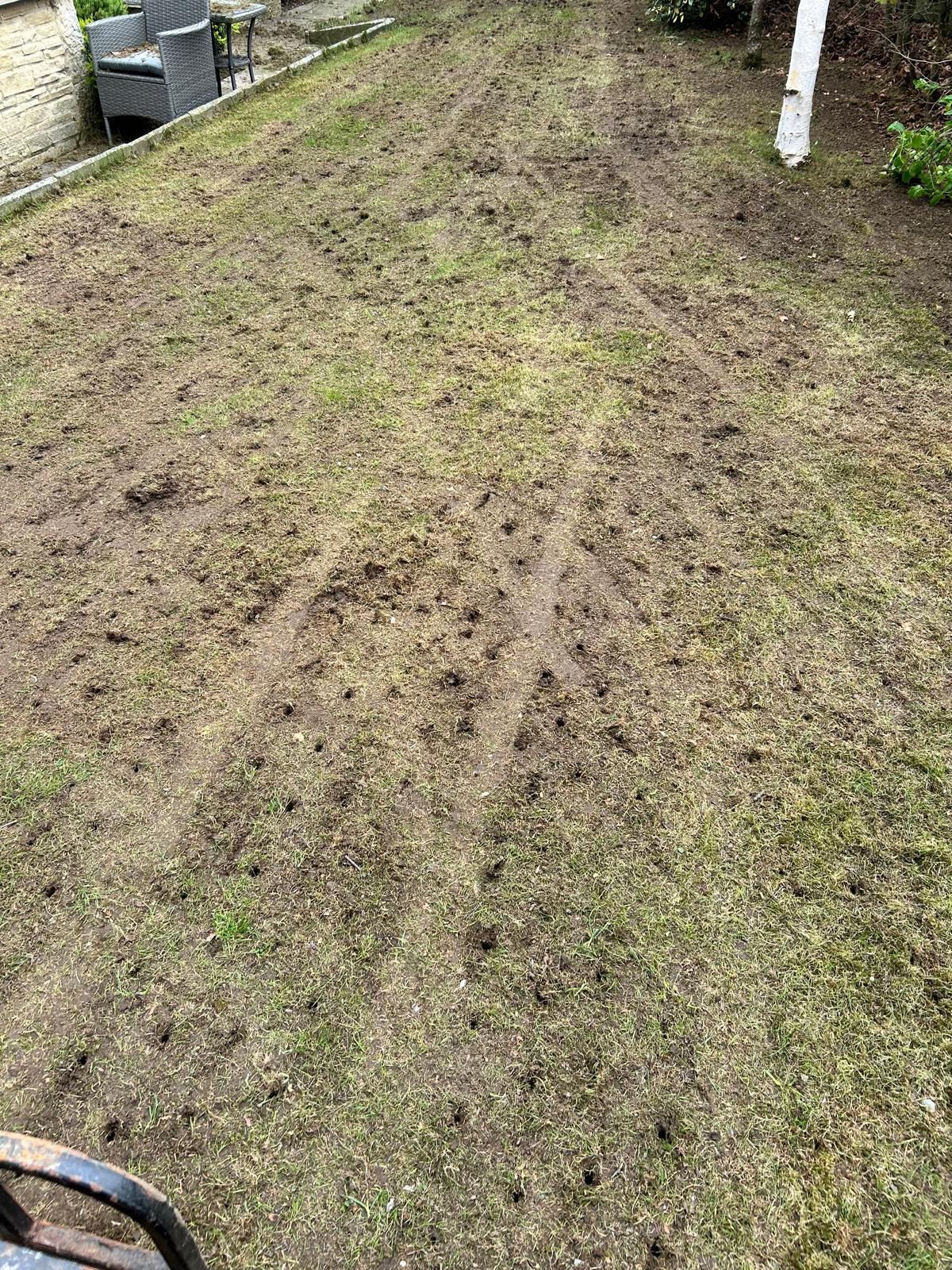 Lawn covered in dirt and holes, possibly due to animal activity. Outdoor setting, overcast lighting.