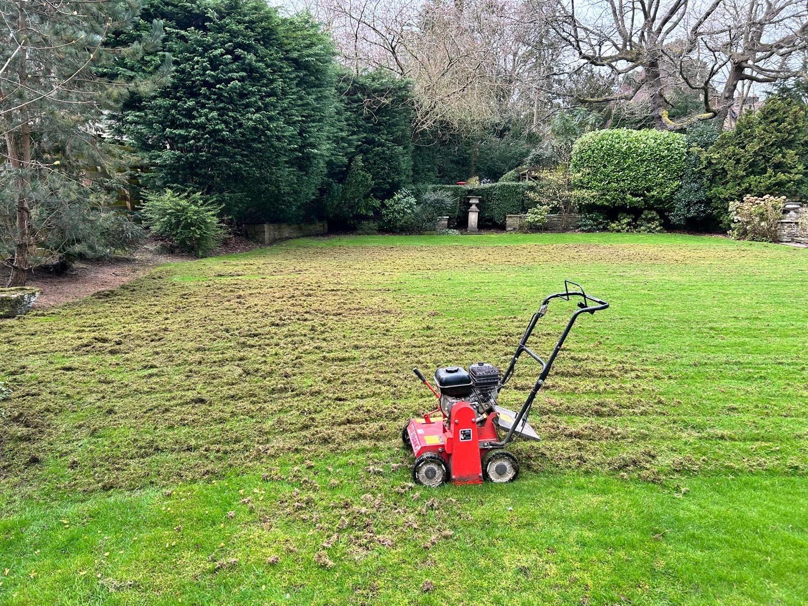 Red lawn scarifier on a green lawn, leaves scattered. Lush greenery and trees in the background on an overcast day.