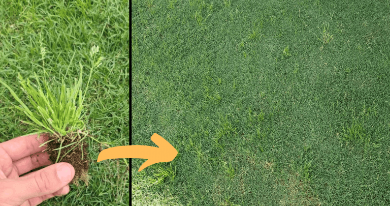 Hand holding a clump of weeds; arrow points to a lush, green lawn.