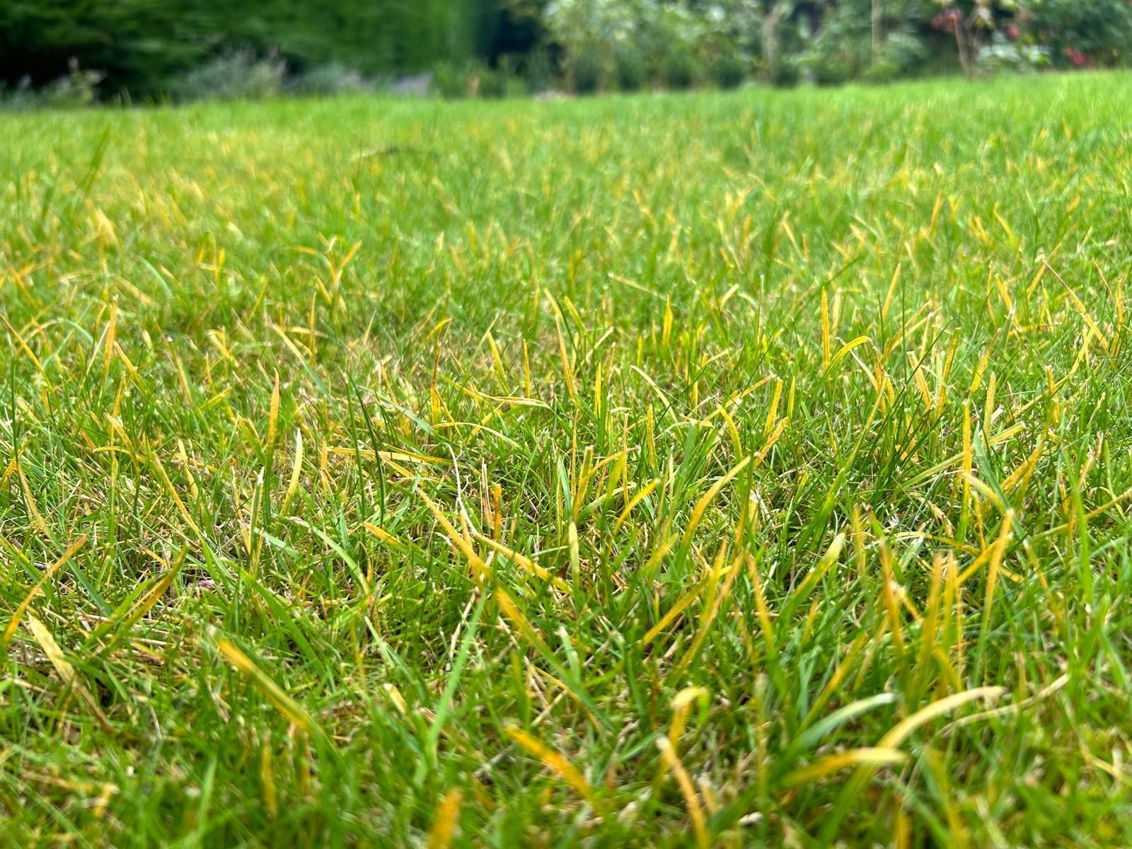 Close-up of a grassy lawn with patches of yellowing grass, suggesting a problem with the turf.