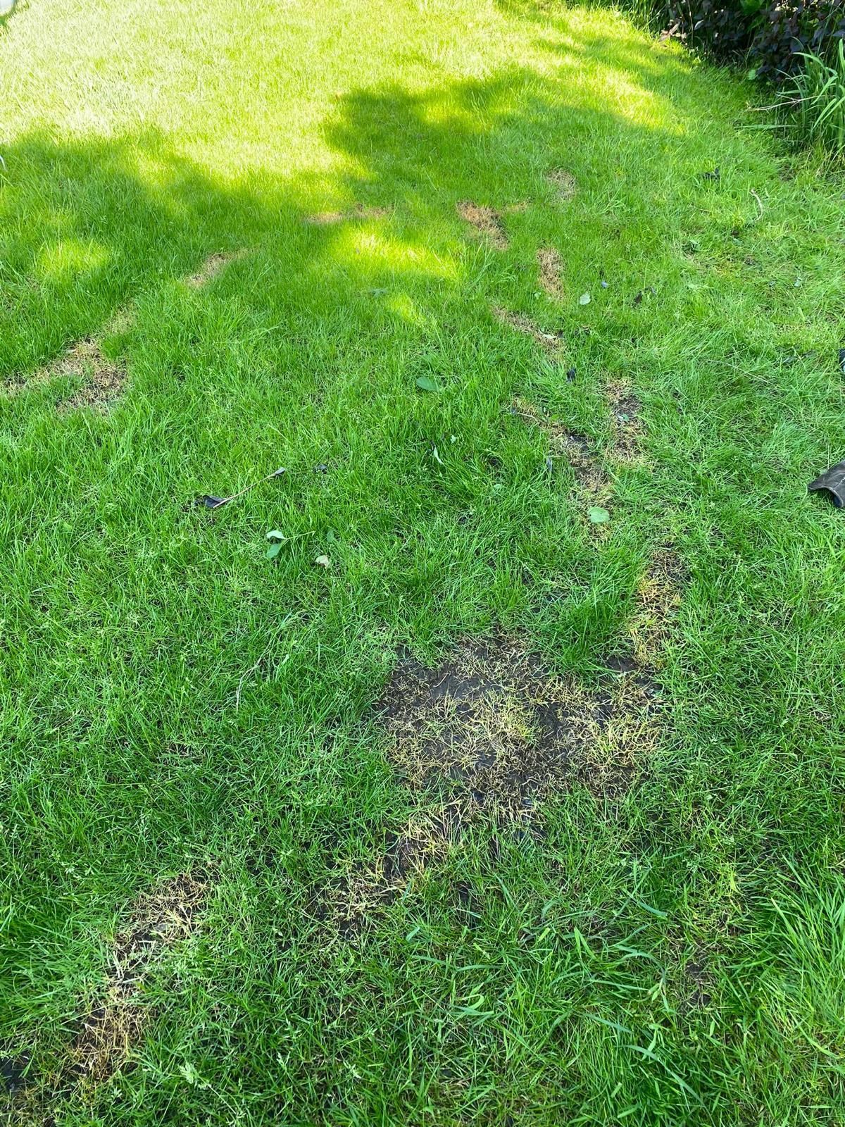 Green lawn with patches of bare earth and tire tracks.