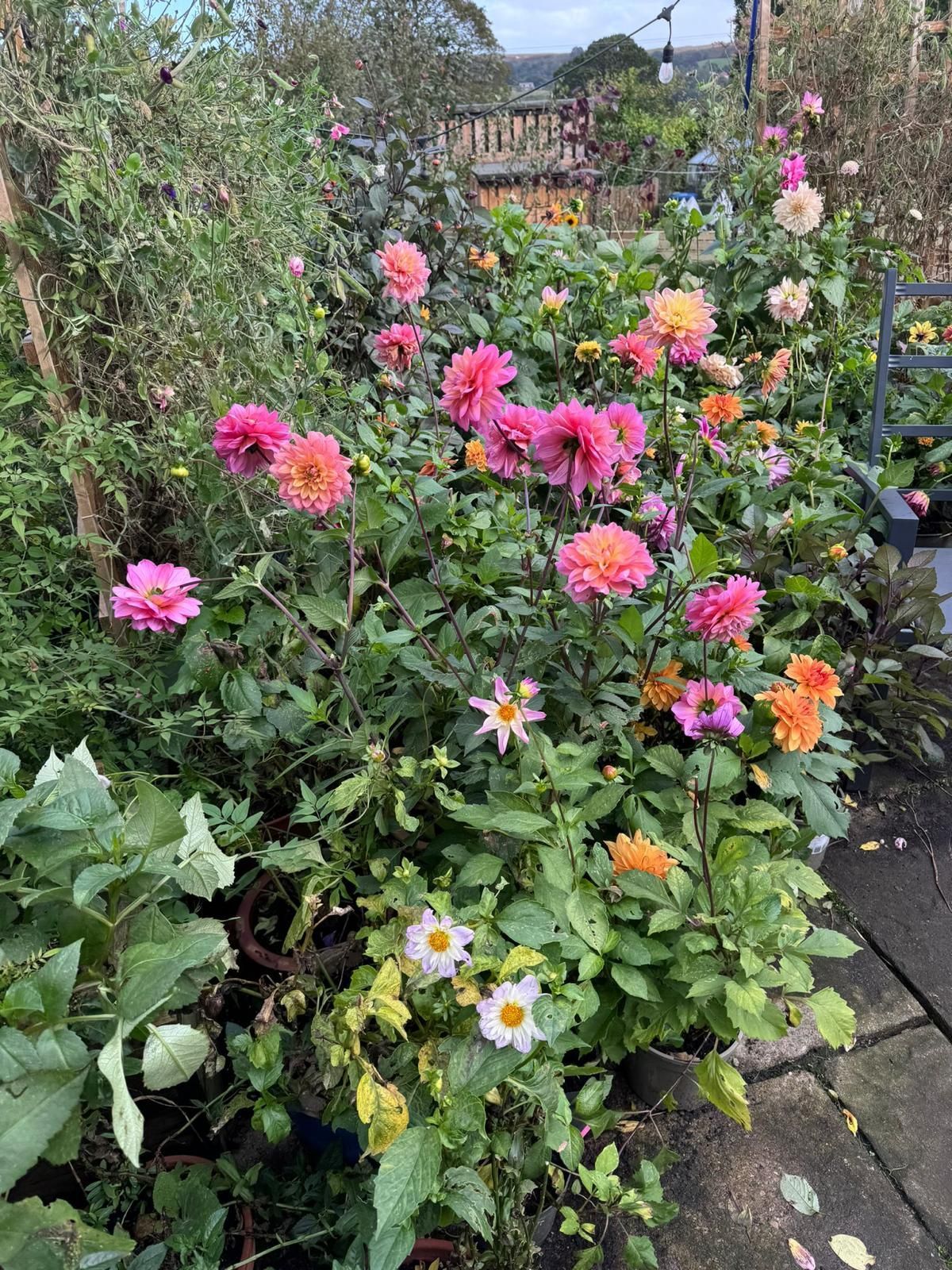Brightly colored dahlias in full bloom fill a garden bed. Pink, orange and white petals amongst green foliage.
