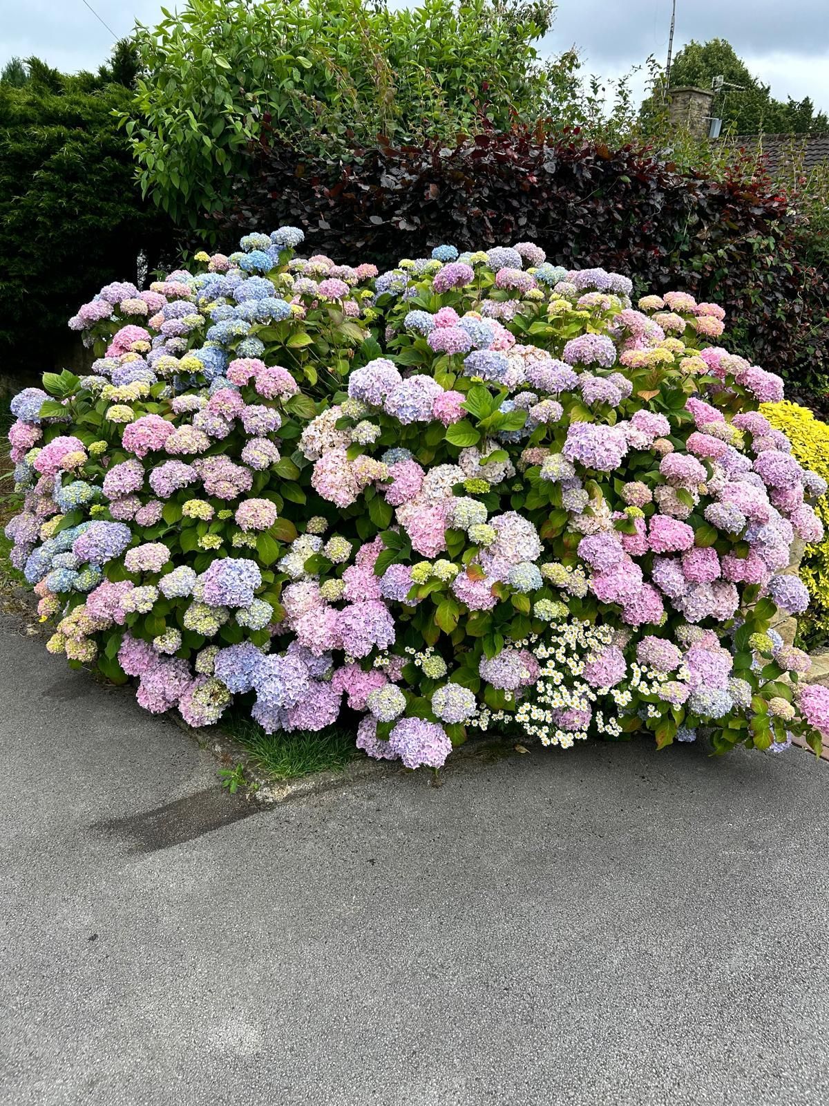 A large hydrangea bush with pink, blue, and white flower clusters next to a sidewalk.