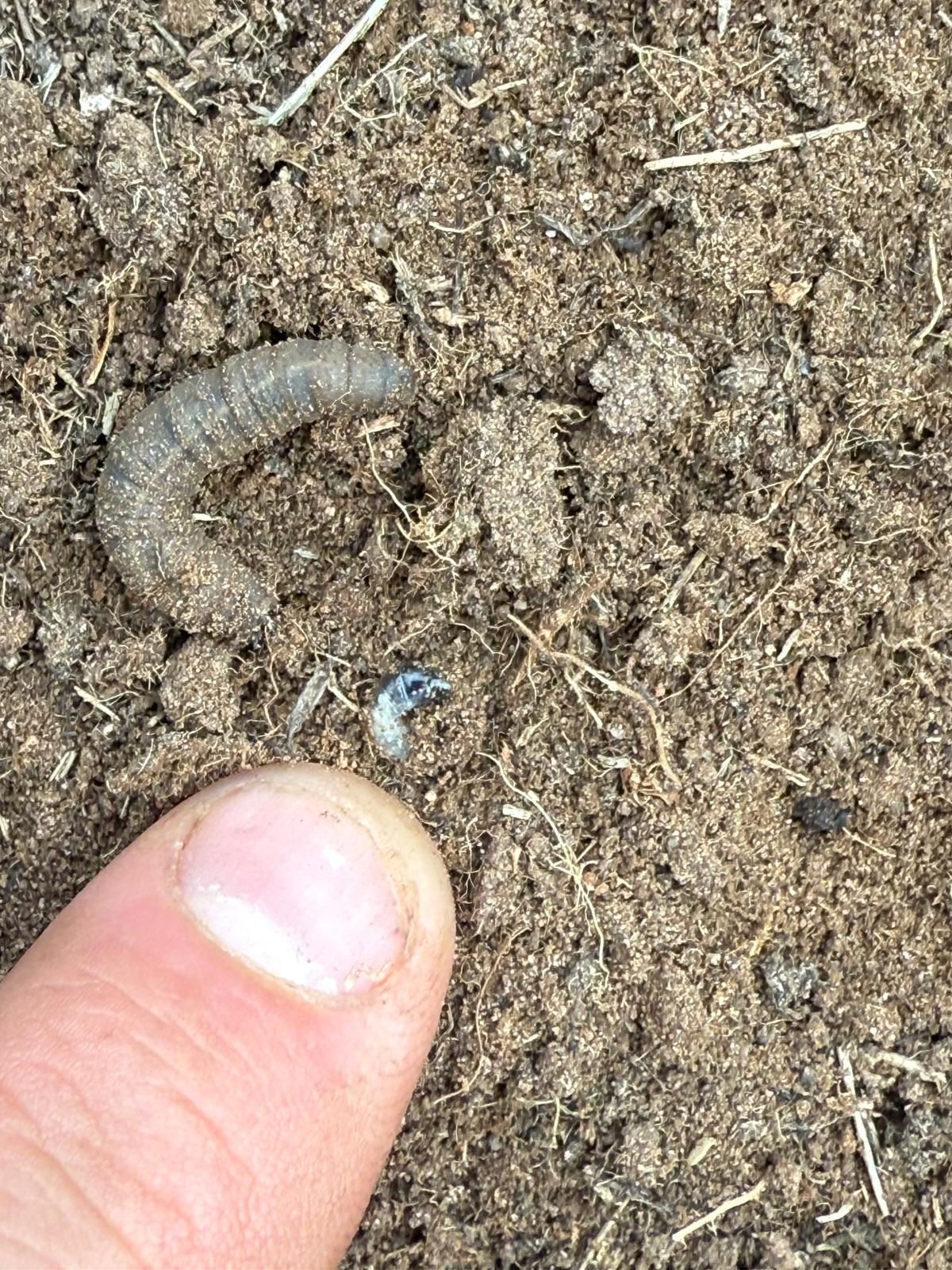 Finger pointing to a gray grub in dirt, with a small blueish-black insect nearby.