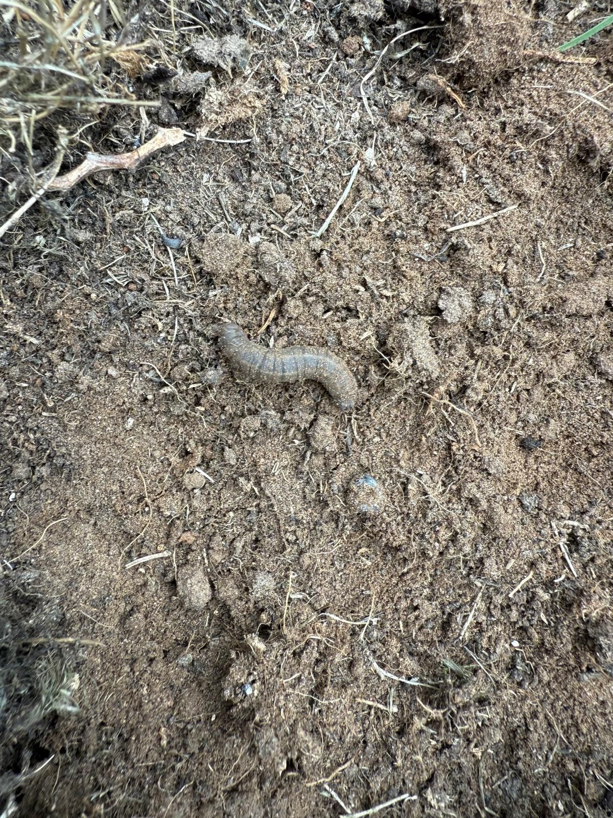 Worm-like insect in brown dirt.