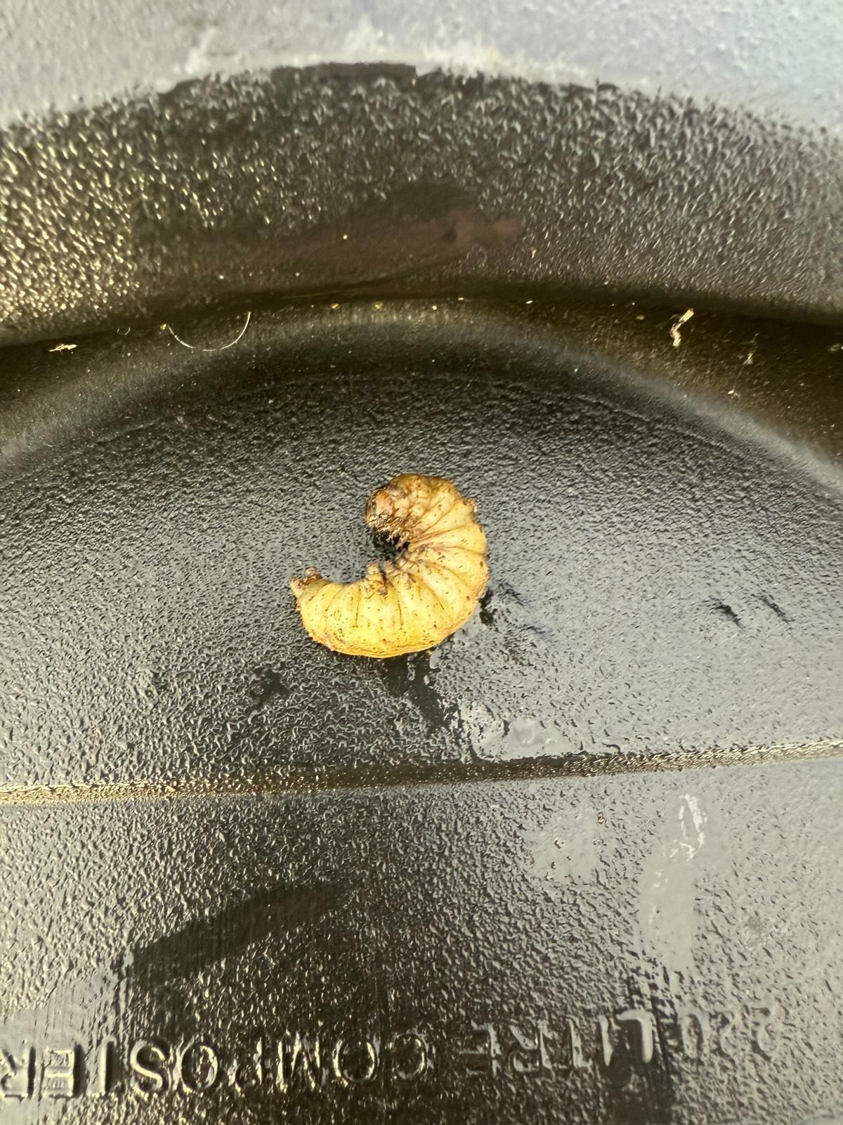 Cream-colored grub in a coiled position on a black, textured surface, possibly a compost bin.