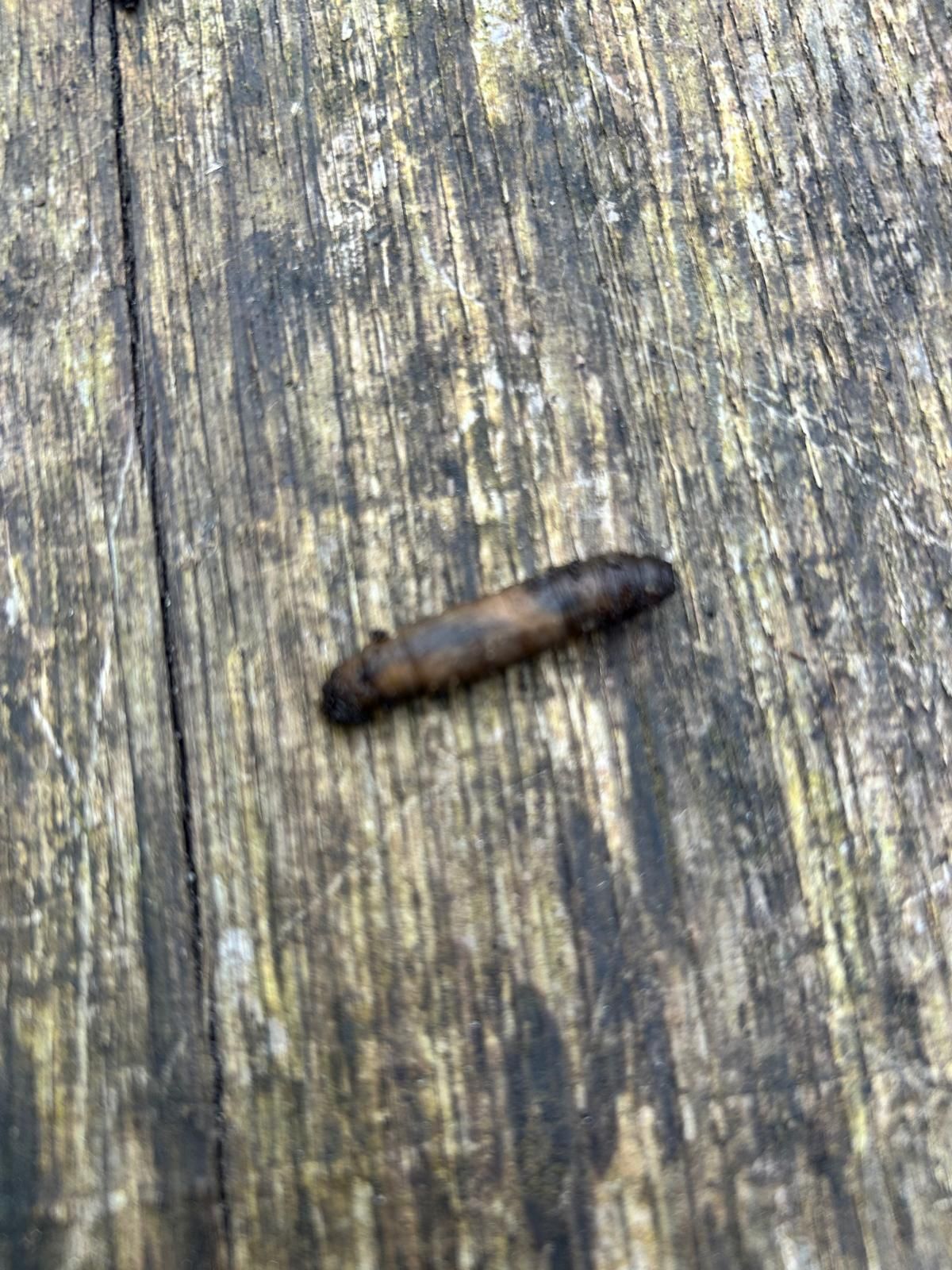 Brown grub on weathered wooden surface.