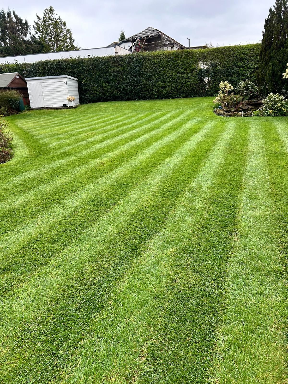 Green lawn with alternating stripes, white shed, and hedge in background.