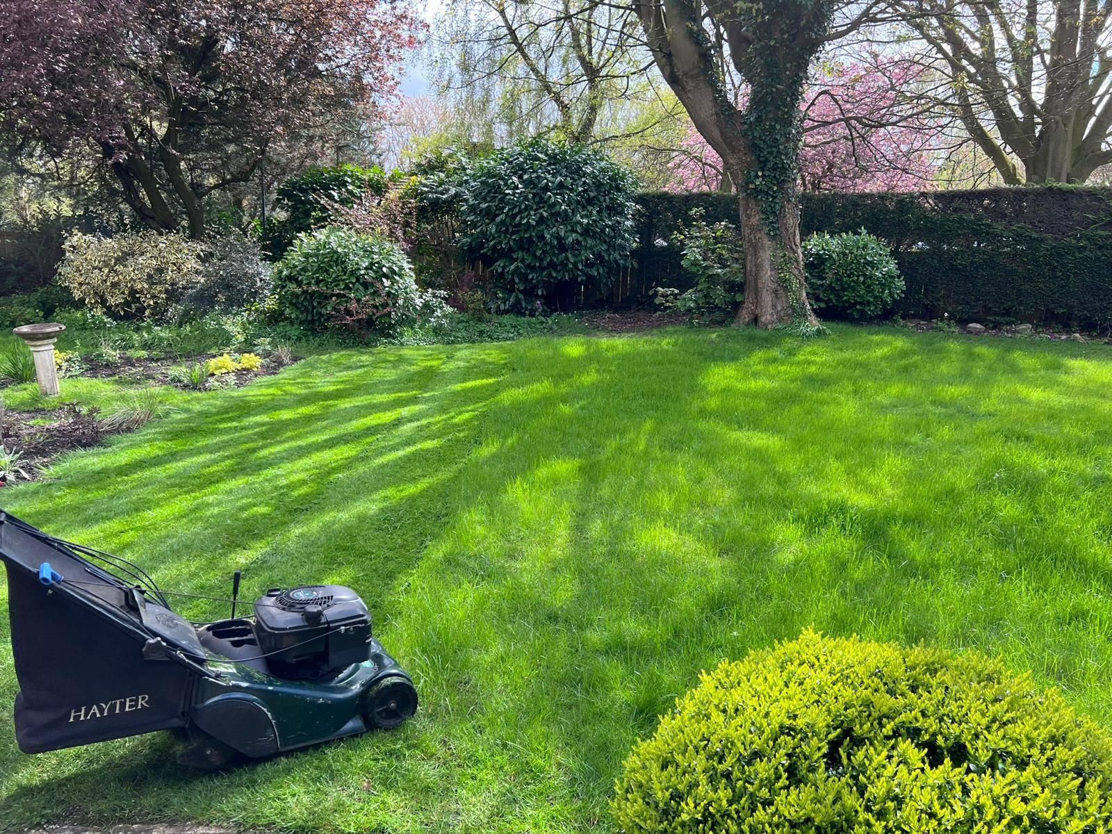 Lawn mower cutting grass in a backyard with trees and bushes. Green lawn, blue sky, sunny day.