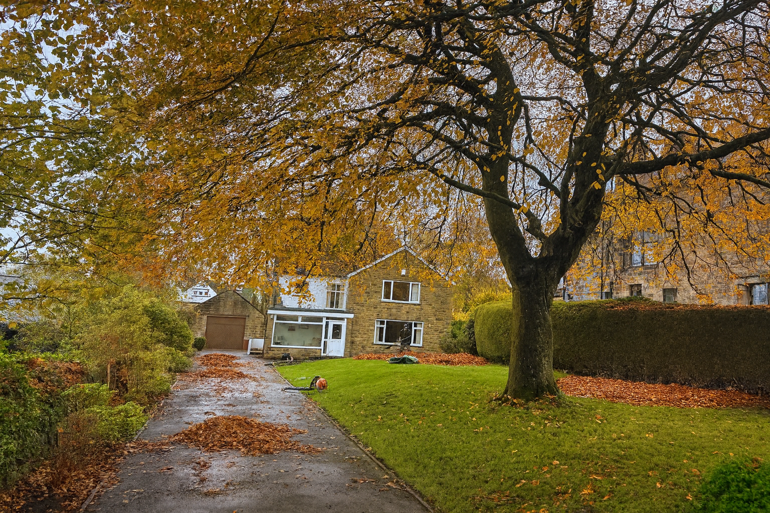 A house under a tree with golden leaves in autumn. Fallen leaves on driveway and grass.