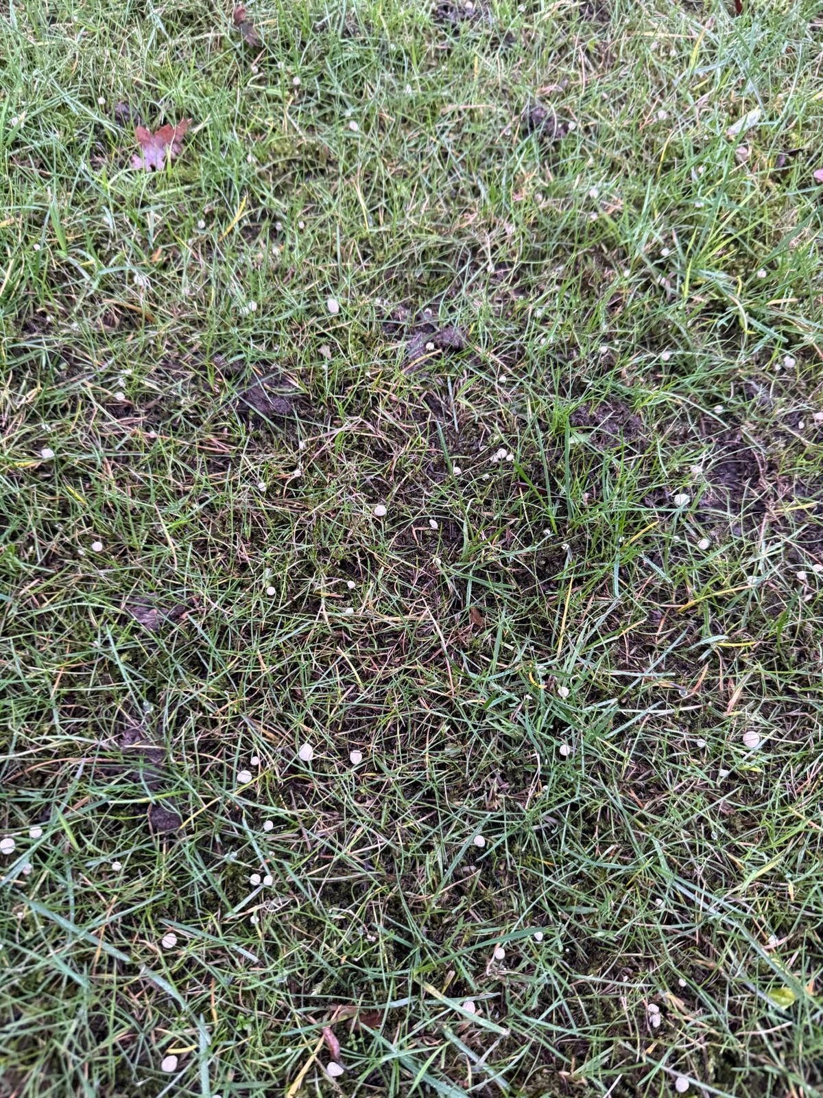 Green grass with small white specks scattered throughout.