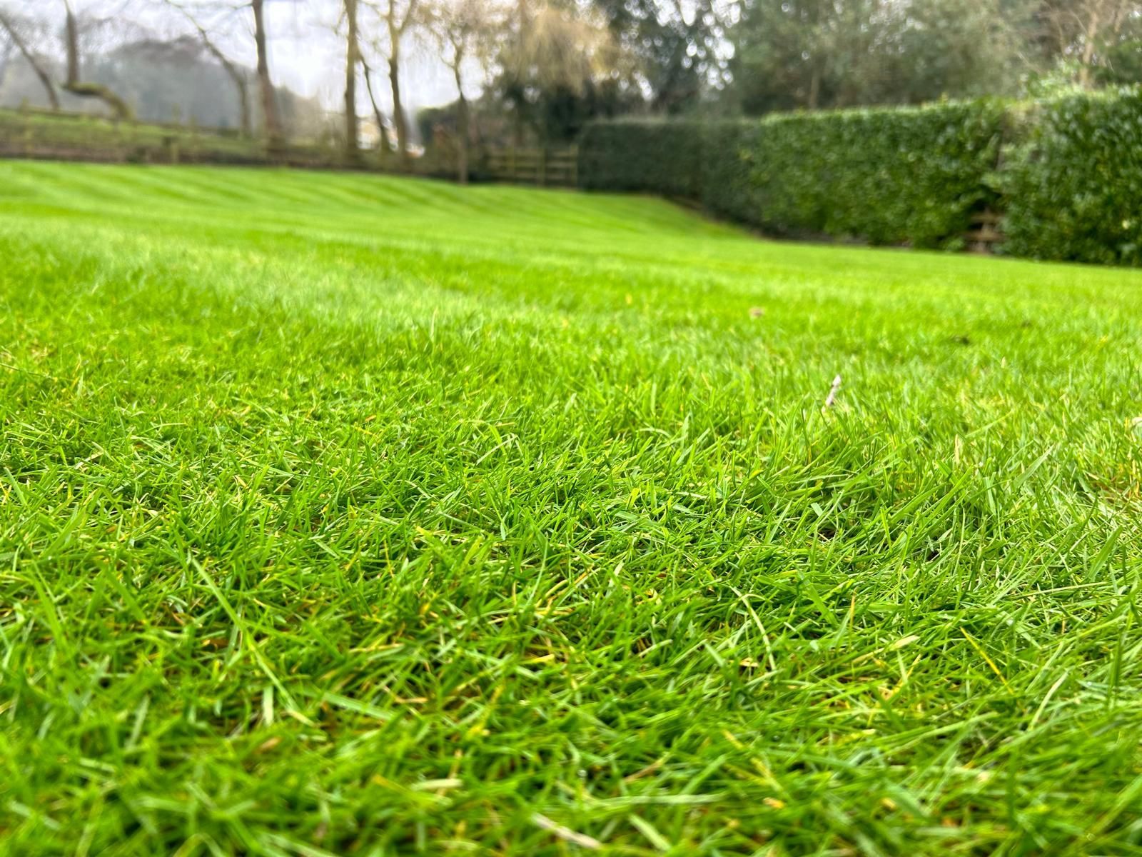 Lush green lawn with freshly cut stripes; hedge and trees in background.