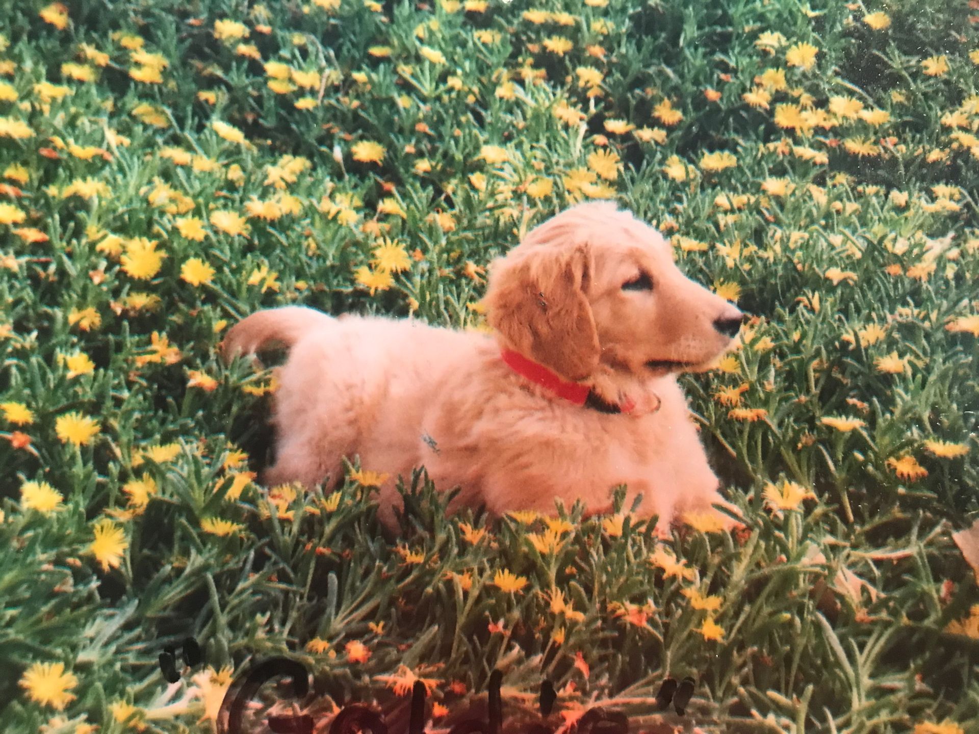 Reach Our Vet Team El Paso, TX America’s Animal Clinic