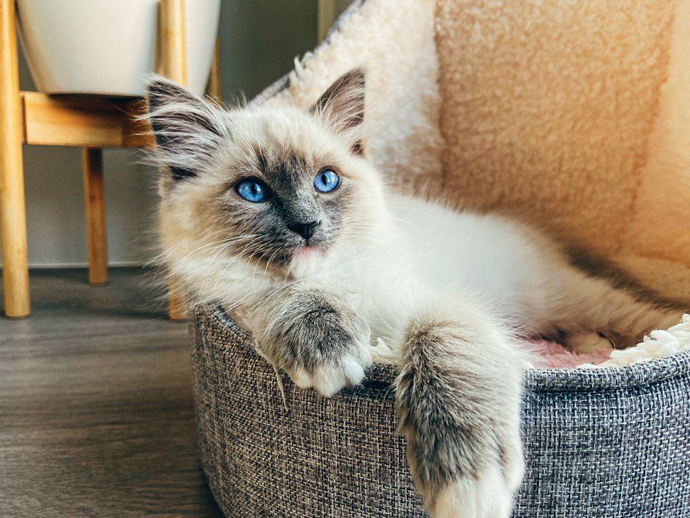 Rag Doll Kitten Sitting Relaxed — Chillicothe, OH — Newton Boarding Kennel