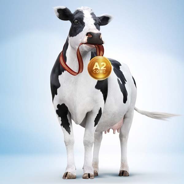 schmidt ideas, Jakarta, creative brand consultant, Kin Fresh Milk, A2 cows, campaign 2018
