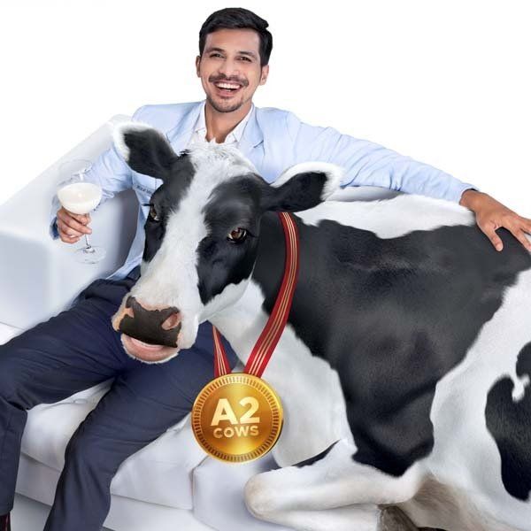 Superior A2 cows