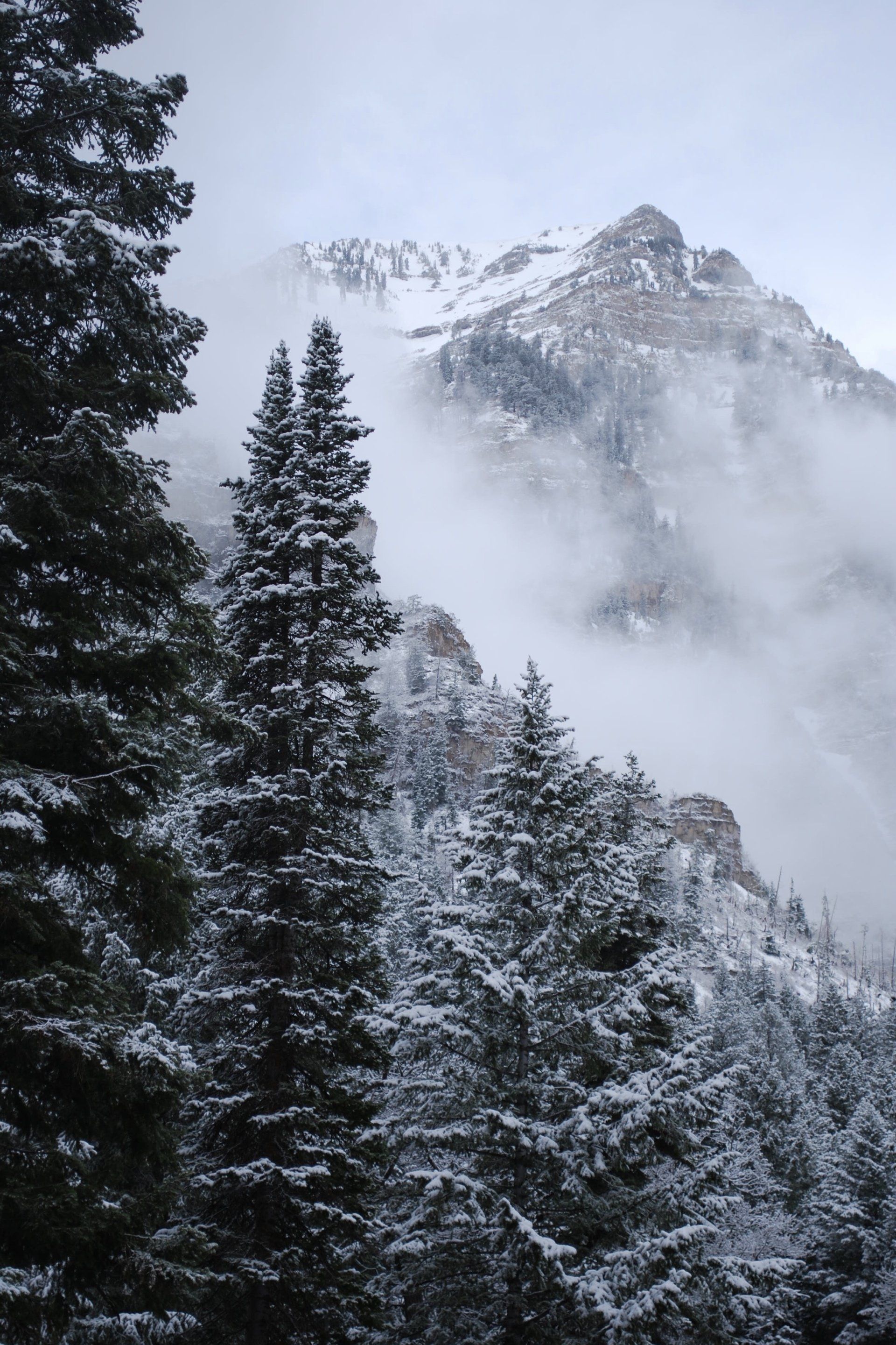 A snowy forest with a mountain in the background