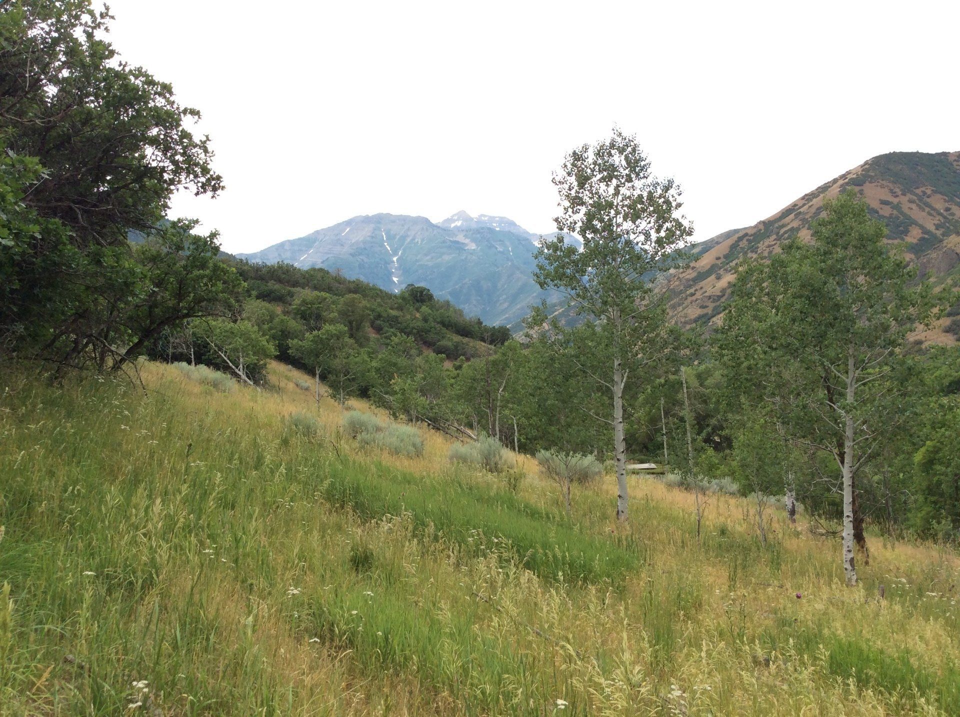 A grassy hillside with trees and mountains in the background