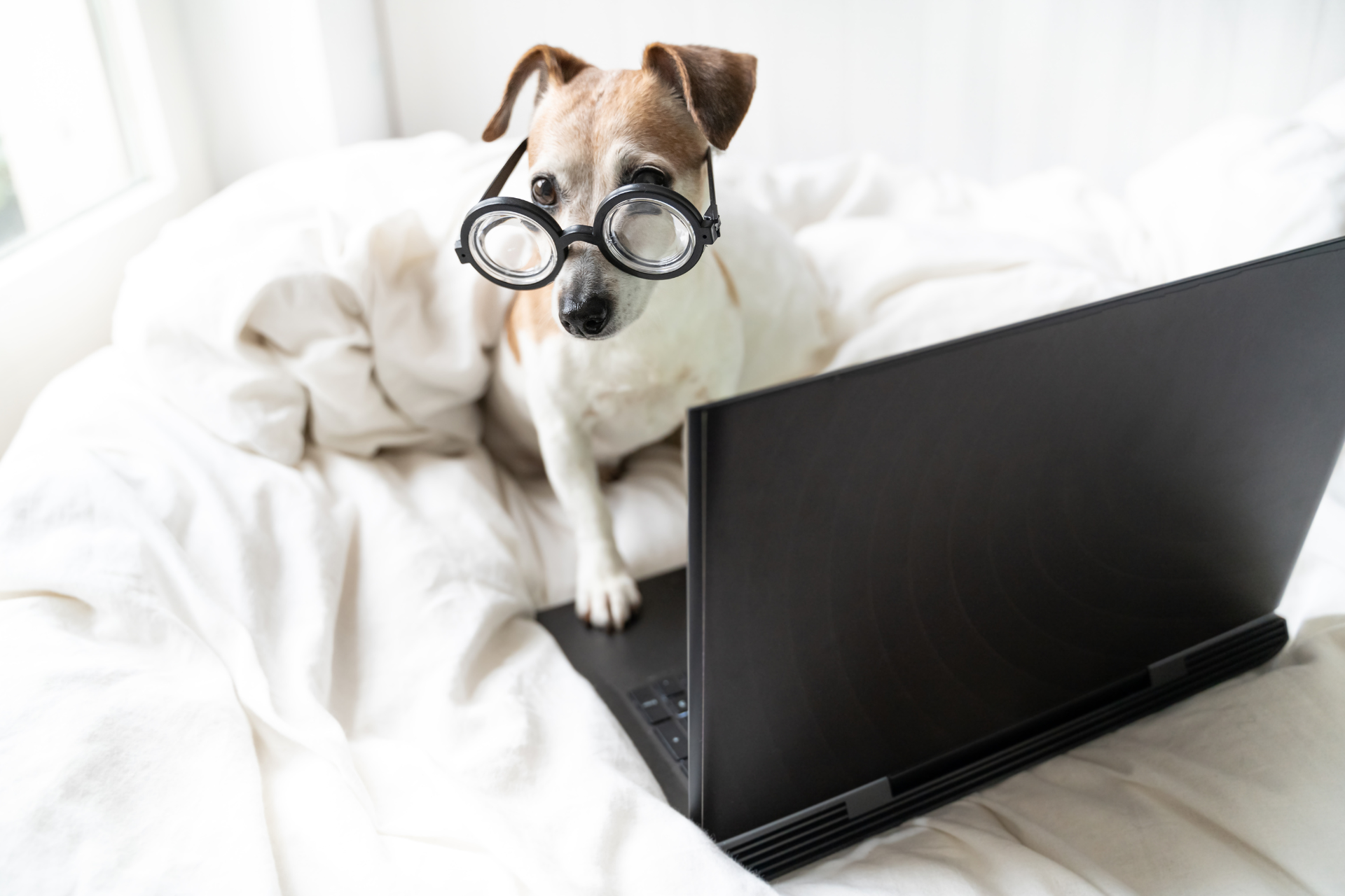 Pet friendly land lease communities