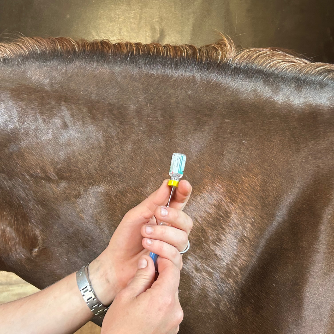 Impfung Pferd