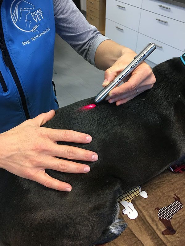 Lasertherapie Hund
