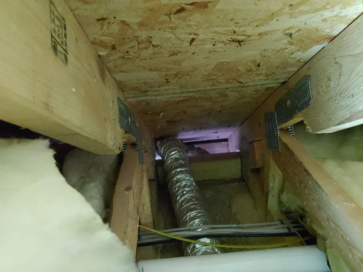 Attic Mold