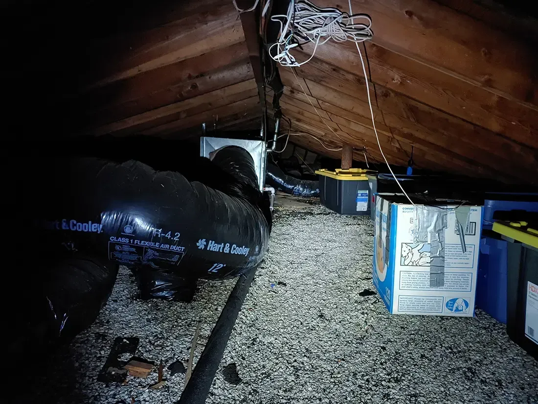 Attic mold remediation