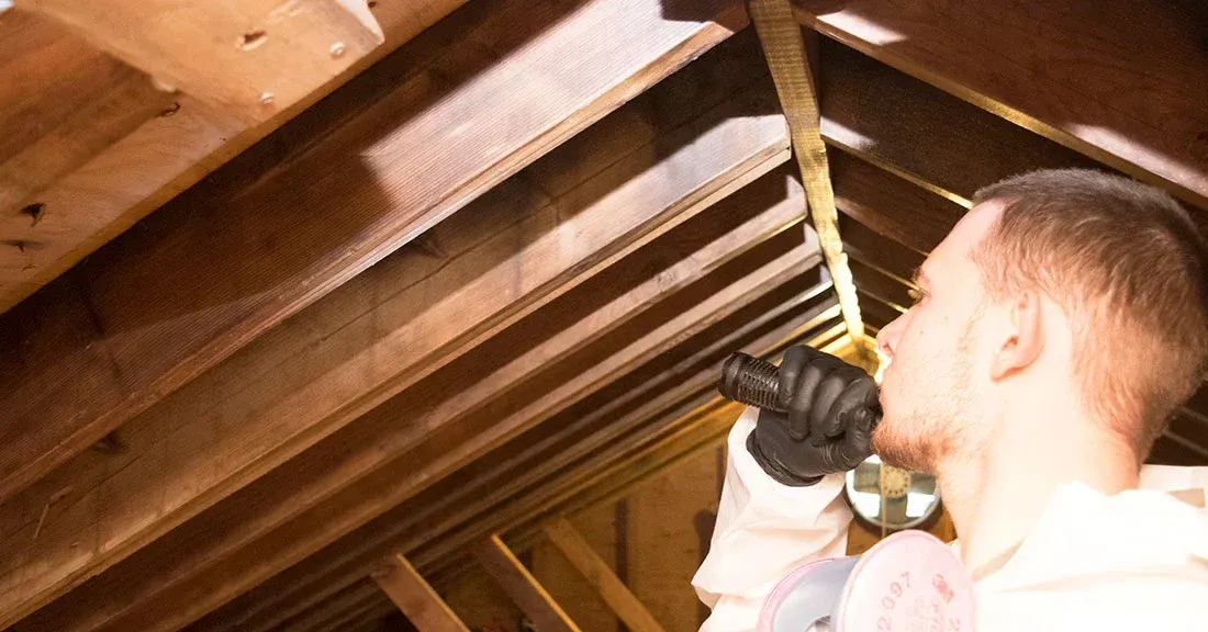 Attic mold remediation