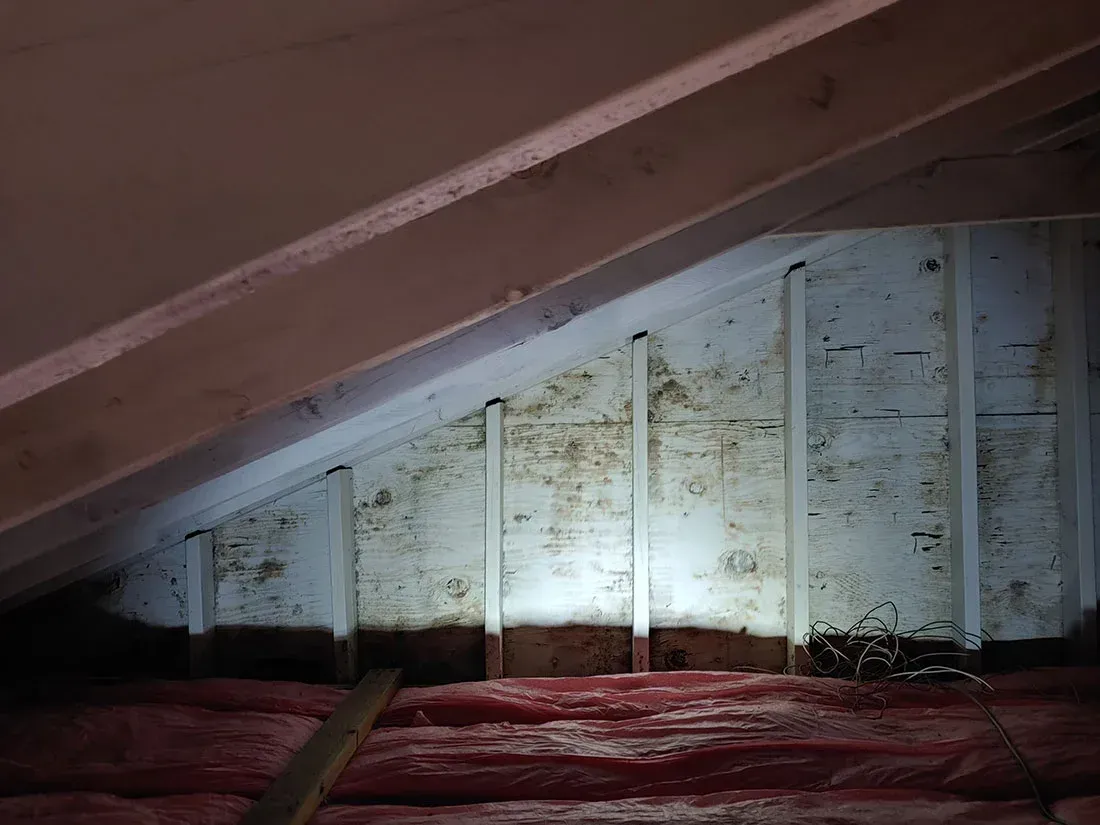 Attic Mold Remediation